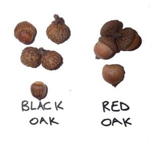 What are the Differences Between Black Oak vs Red Oak – Breaking Free ...