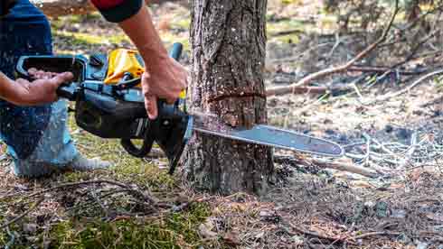 10 Simple Steps on How to Cut Down a Small Tree with a Saw