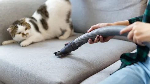 How Often Should I Vacuum My Sofa or Bed