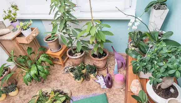 Here Are Some Tips for Taking Care of Indoor Houseplants