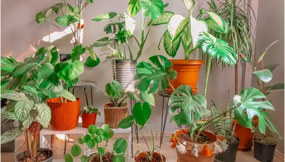 What Plant Provides Oxygen Indoors 24 Hours a Day