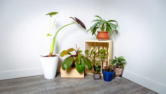 Where Should Indoor Plants Be Placed In Living Room